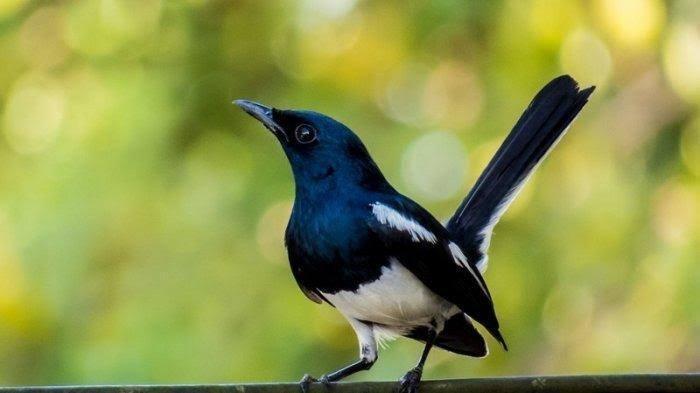 Daftar Gacor BRI: Tips Mendapatkan Burung Kicau Terbaik dari Bank BRI