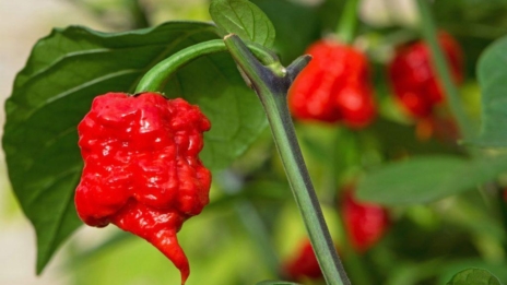 Daftar Habanero Ovo: Varian Pedas Terbaru!