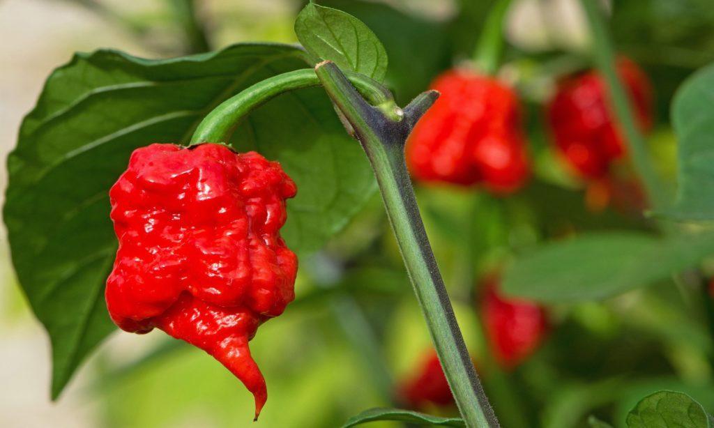 Daftar Habanero Ovo: Varian Pedas Terbaru!
